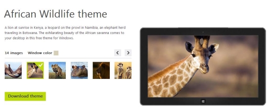 african wildlife theme