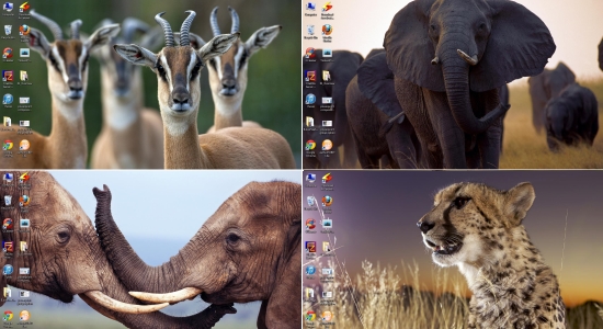 african wildlife wallpapers