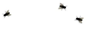 insects on desktop graphics