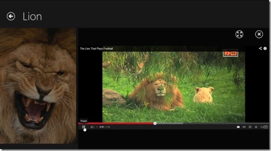 The Big Animal Book- lion video