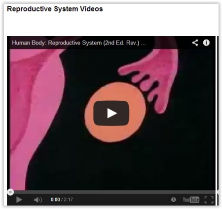 human reproductive system
