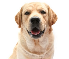 learn about dog breeds-icon