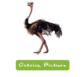 5 Free Websites To Learn Names Of Animals And Birds Online learn names of animals-icon