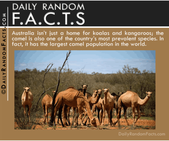 Daily Random Facts