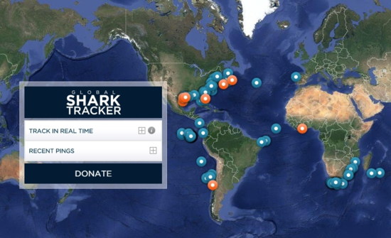 Global Shark Tracker