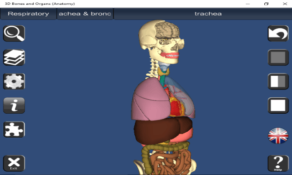 3d bones and organs