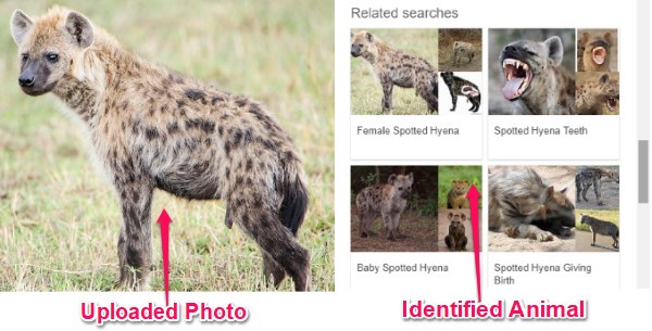 Identify Animals from Photos with These 5 Free Animal Identifier Online