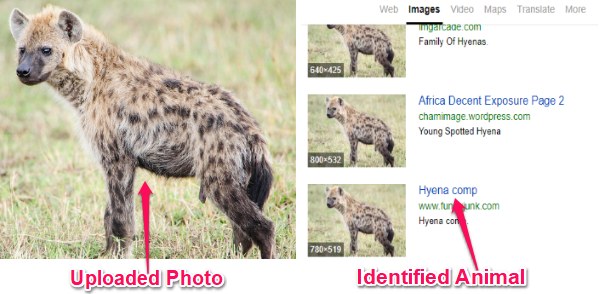Identify Animals from Photos with These 5 Free Animal Identifier Online