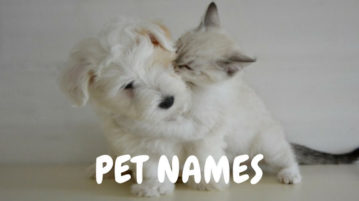 10 Pet Name Generator Websites Free