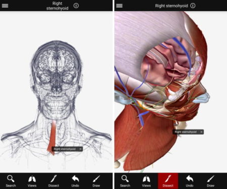 BioDigital 3D human anatomy