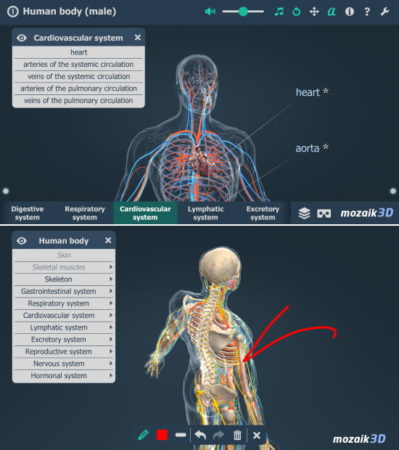 Human Body (male) Educational VR 3D