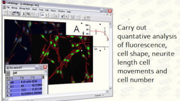 Software to Analyse Immunocytochemistry Images Cells&Maps