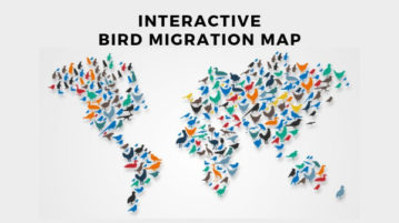 Interactive Bird Migration Map to Track Seasons, Migratory Birds