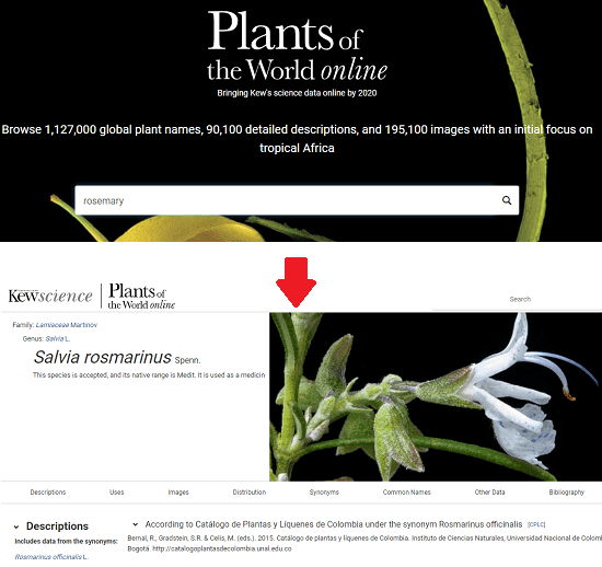 Plants of the World Online