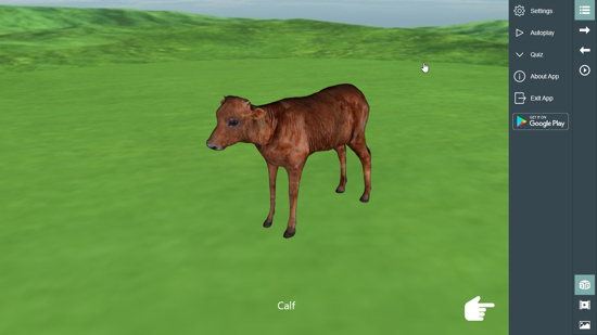 3D Calf