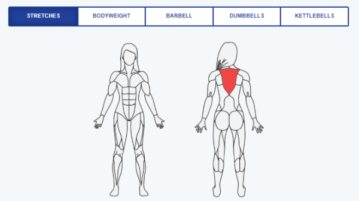 Find Exercise to Workout for Different Body Parts