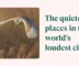 Free Website to Find Quietest Places in Loudest Cities